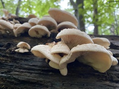 Lentinellus