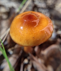 Limacella