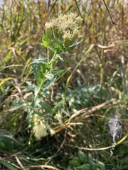 Brickellia eupatorioides