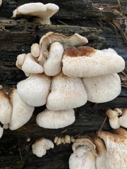 Lentinellus