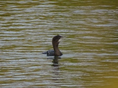 Microcarbo pygmaeus
