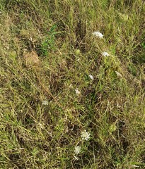Apiales