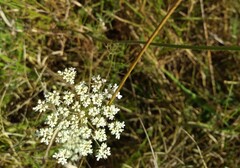 Apiales