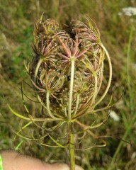Apiales