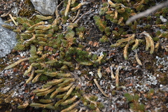 Selaginella densa