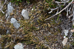 Selaginella densa