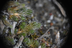Selaginella densa