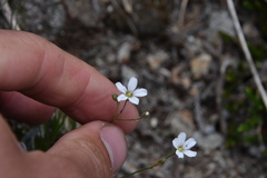 Eremogone capillaris