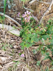 Lespedeza violacea
