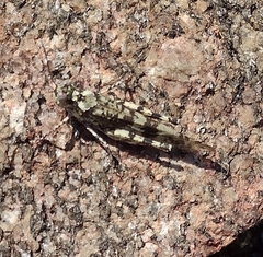 Trimerotropis saxatilis