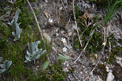 Eremogone capillaris