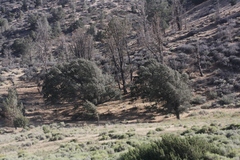 Quercus wislizeni frutescens