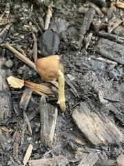 Conocybe tenera
