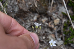 Eremogone capillaris