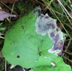 Acidia cognata