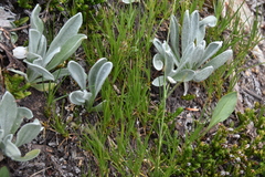 Eremogone capillaris