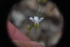 Eremogone capillaris