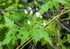 Cardiospermum halicacabum