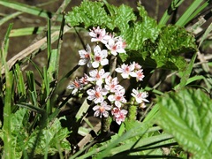Darmera peltata