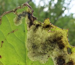 Acidia cognata