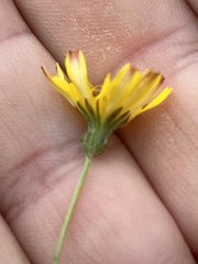 Crepis capillaris