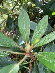 Rhododendron maximum