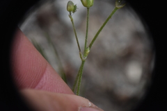 Eremogone capillaris