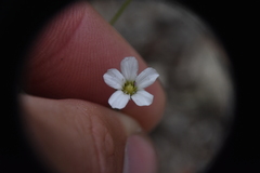 Eremogone capillaris