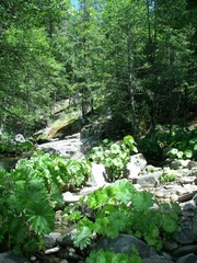 Darmera peltata