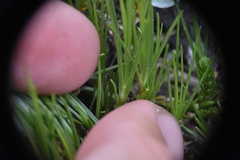 Eremogone capillaris
