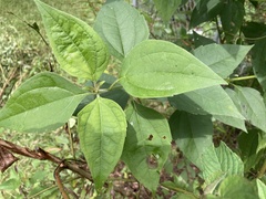 Chromolaena odorata