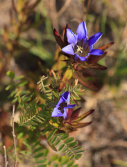 Gentiana puberulenta