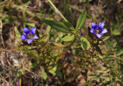 Gentiana puberulenta