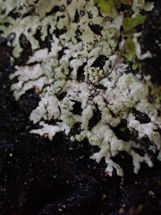 Parmeliopsis ambigua