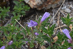 Penstemon ellipticus