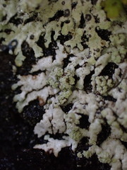 Parmeliopsis ambigua