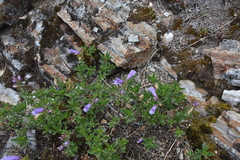 Penstemon ellipticus