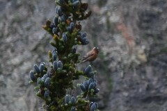 Leucosticte tephrocotis