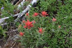 Castilleja miniata