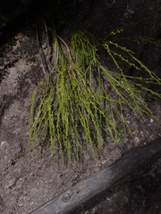 Psilotum nudum