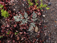 Lomatium macrocarpum