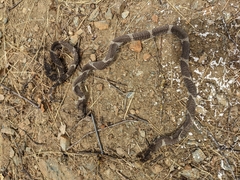 Lampropeltis californiae