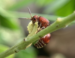 Dasymutilla quadriguttata