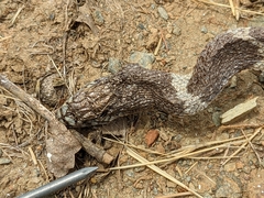 Lampropeltis californiae