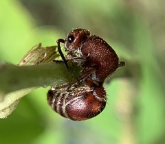 Dasymutilla quadriguttata