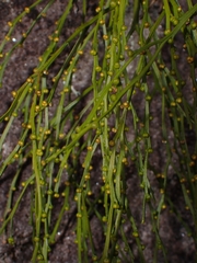 Psilotum nudum