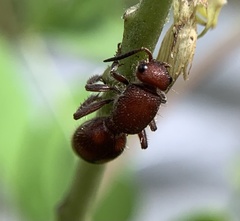 Dasymutilla quadriguttata