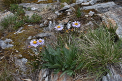 Erigeron glacialis