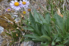 Erigeron glacialis