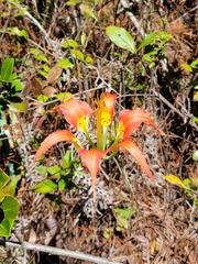 Lilium catesbaei